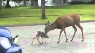 Video ROFL Some Hood Azz Deer 12s Ngga 12s Ngga [upl. by Ynagoham314]