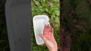 How to harvest Tall Meadowrue Thalictrum pubescens seeds [upl. by Devan]