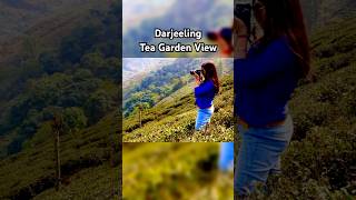 Darjeeling tea garden view Darjeeling tournature peaceofmind shortsvideo [upl. by Hatnamas]