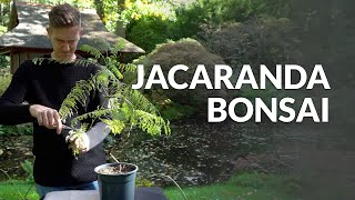 Jacaranda Bonsai care [upl. by Amir]