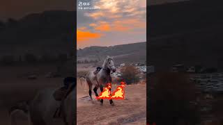 horse fypシ゚ viralshortsviral subscribe 🐎 [upl. by Aihsia8]