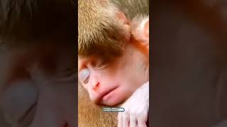 How will the sleep be good if the mother looks at the lice Macaque Baby monkey videoMonkey shorts [upl. by Latty]