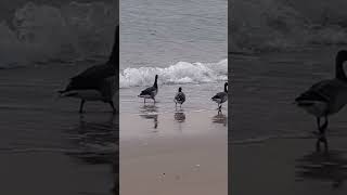 Brant geese flew to the ocean shore [upl. by Charry387]