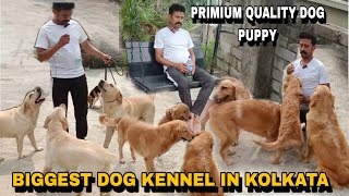 BIGGEST DOG KENNEL IN KOLKATABEST QUALITY GOLDEN RETRIEVERLABRADOR AND HUSKY PUPPY SELL IN KOLKATA [upl. by Senskell]