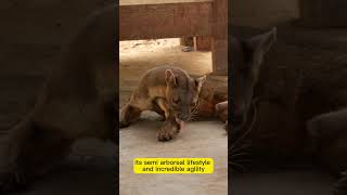 The Fossa Natures Fierce Predator Revealed [upl. by Hcirteid]