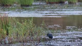 Zwarte Ibis foerageert  Achtereinds Laag 3082024 [upl. by Kina347]