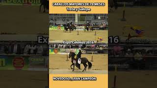 CABALLOS MAYORES P1 Y NOVEDOSO GC EXPOCOLONIAS 2016 trote shortsvideo horse caballosdepaso [upl. by Billmyre838]