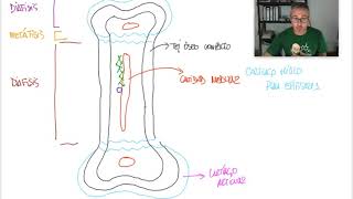 OSTEOLOGIA 1  Estructura ósea [upl. by Akiram]