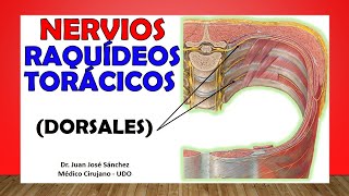 🥇 NERVIOS DORSALES TORÁCICOS Intercostales Toracoabdominales [upl. by Karylin]