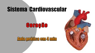 Anatomia Cardiovascular  Coração  Aula Prática [upl. by Nosmas562]