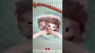 A girl saved little sugar gliders in a storm sugarglider loveanimals shorts [upl. by Furlong]