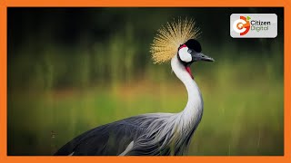 How Kenyas grey crowned crane bird is going down the path of extinction [upl. by Wichern]