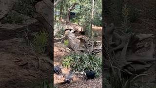 Tasmanian Devils really are crazy [upl. by Lehmann]