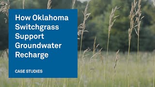 How Oklahoma Switchgrass and Deep Roots Support Groundwater Recharge [upl. by Marmawke]