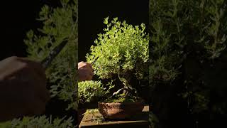 Easy Summer Pruning Potentilla Bonsai [upl. by Zebada]