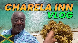 Negril Taken Over By Seaweed  Charela Inn 😮 jamaica [upl. by Nuavahs]