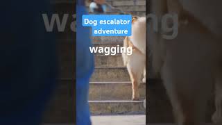 Dig escalator adventure dog [upl. by Weinberg903]