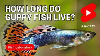 How Long Do Guppy Fish Live shorts [upl. by Christmas]