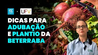 COMO FAZER A ADUBAÇÃO E PLANTIO CORRETO DA BETERRABA [upl. by Tteirrah]