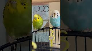 Parakeets Chilling parakeet birb budgies fypシ゚viral pets animals [upl. by Camille414]