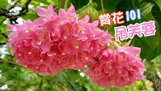 【賞花101】吊芙蓉 【Appreciation of Flowers 101】Scarlet Dombeya [upl. by Acira]