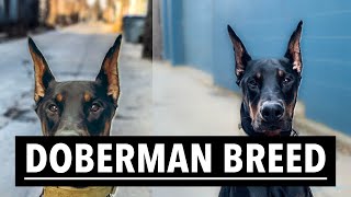 IMPORTANT THINGS YOU NEED TO KNOW BEFORE GETTING A DOBERMAN  2019 Vlog [upl. by Noemys]