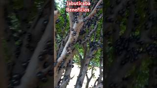 Jabuticaba e seus Benefícios [upl. by Otrebmuh]