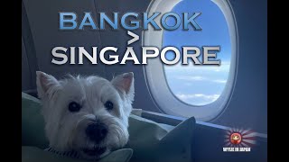 Singapore Airlines A350 Business Class with Dog in Cabin  Bangkok to Singapore [upl. by Ydnerb]