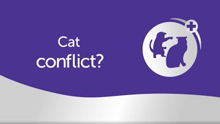 Cat Conflict Discover how FELIWAY Optimum can help calm your cats [upl. by Collimore229]