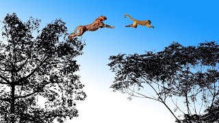 Leopard Jumps on The Tree to Attack Monkey  Fierce Battle of Baboon in India  Snake vs Lizard [upl. by Kei]