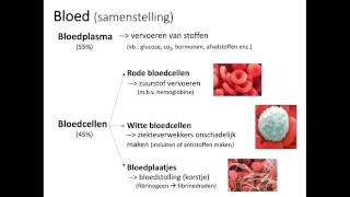 Bloed samenstelling [upl. by Merton]