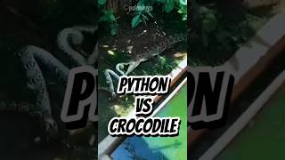 Predator Showdown Python vs Crocodile [upl. by Hintze824]