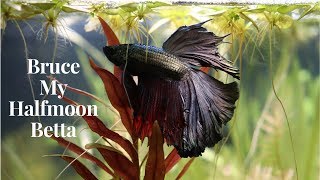 My Copper Halfmoon Betta quotBrucequot [upl. by Minni630]