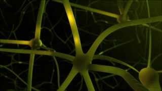 Nerve Conduction simulation quotNeurotransmission Animationquot [upl. by Rodmur]