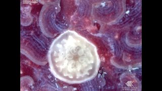 Coral larvae settling and developing in the National Sea Simulator [upl. by Ainelec]