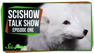 Introducing SciShow Talk Show Emily Rhinos and Cas the Arctic Fox [upl. by Suelo881]