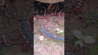 Jiant millipede and and small millipedes youtubeshorts [upl. by Arlan]