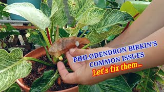 PHILODENDRON BIRKINS COMMON ISSUES Lets fix them COMPLETE GUIDE WITH RESULT anahardineraPH [upl. by Arekat596]