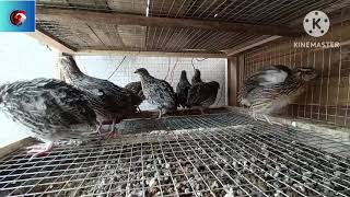 Quail Farming Information [upl. by Norward]