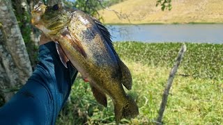 DIRETO DA BARRAGEM GIGANTE TUCUNARE NO SACO [upl. by Majka]