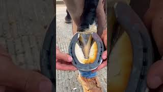 HORSE SHOE FIXING shorts [upl. by Yaron102]