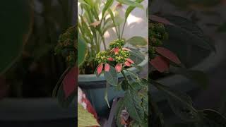 summer poinsettia plant care tips गर्मी के इस beautiful plant ko jrur lgaye [upl. by Oibirot]