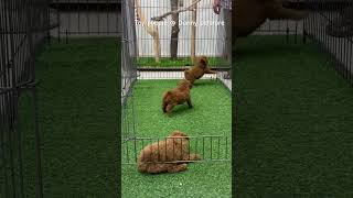 Pure toy poodle puppies available dog animals trending puppy [upl. by Sheng]