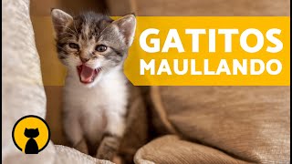 Gatos BEBÉS LLORANDO fuerte 🐱 Maullidos de GATOS RECIÉN NACIDOS [upl. by Ihsorih]