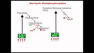 Noncyclic Photophosphorylation  Dr Magadi R Gurudeva [upl. by Aiseneg]