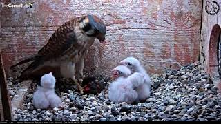 American Kestrel Chick Upended During Feeding – June 21 2018 [upl. by Arym]