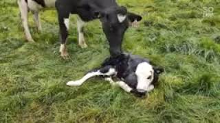 DAILY FARMERS IN KENYA CAIVING cow 🇰🇪🌿🌿🌾 congrats nipe subscribers [upl. by Arman]