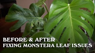 Before amp After  Fixing Monstera Leaf Issues [upl. by Ellyn]