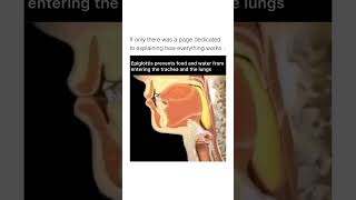 Discover the Epiglottis Protecting Your Larynx amp Aiding Swallowing anatomy biology sciencevideos [upl. by Klina]