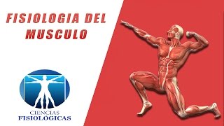 Fisiología del Musculo [upl. by Doralynn]